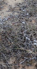 Dipcadi brevifolium