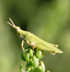 Pyrgomorphidae