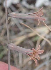 Dipcadi brevifolium