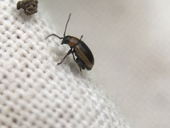 Longitarsus dorsalis