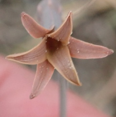 Dipcadi brevifolium