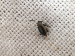 Longitarsus dorsalis