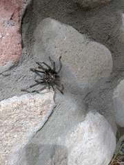 Aphonopelma gabeli