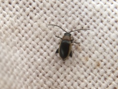 Longitarsus dorsalis