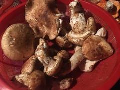 Tricholoma matsutake