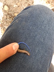 Plestiodon callicephalus