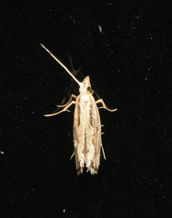 Plutella porrectella
