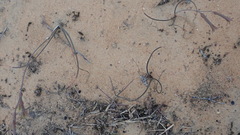 Dipcadi brevifolium