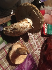 Tricholoma matsutake