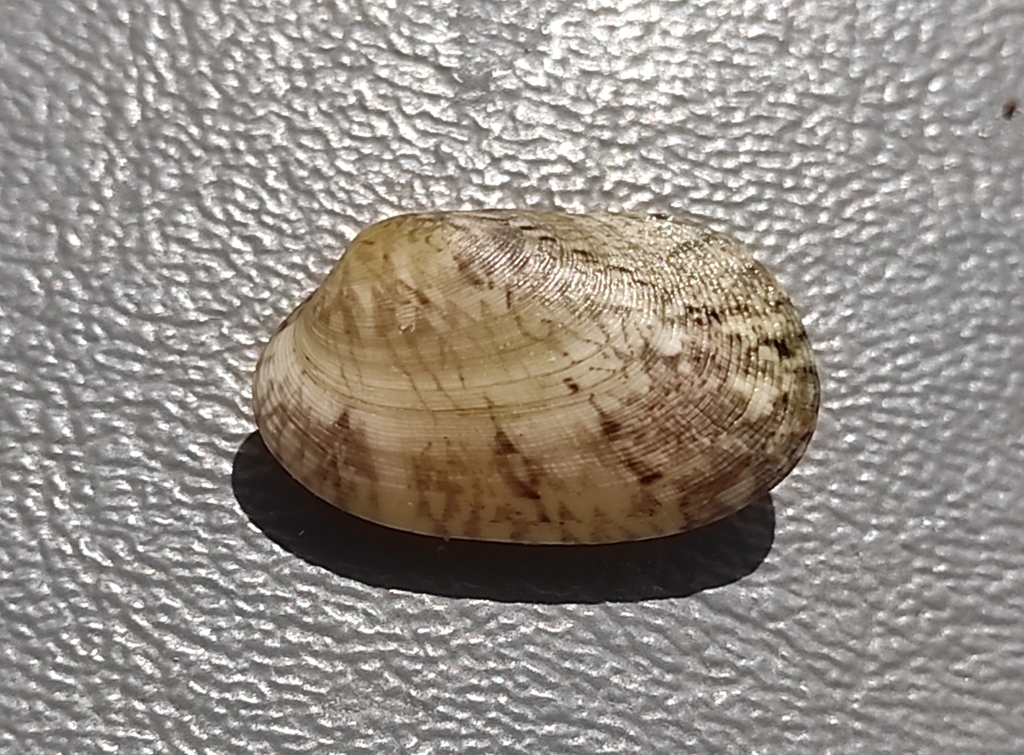 Venerupis geographica