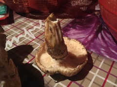 Tricholoma matsutake