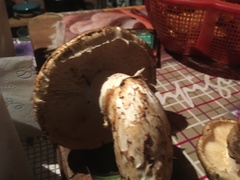 Tricholoma matsutake