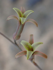 Dipcadi brevifolium