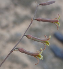 Dipcadi brevifolium