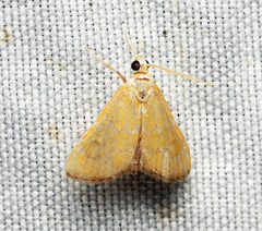 Xanthophysa psychicalis