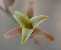 Dipcadi brevifolium