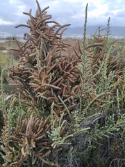 Amaranthaceae