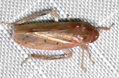 Ponana aenea