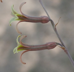 Dipcadi brevifolium