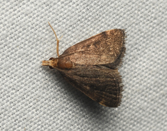 Loxostegopsis merrickalis