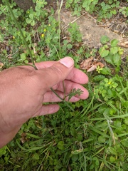 Pimpinella saxifraga