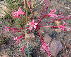 Brunsvigia striata