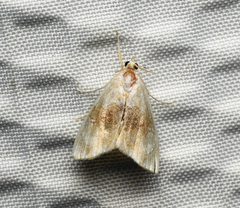 Lipocosma sicalis