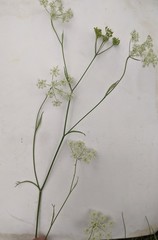 Pimpinella saxifraga