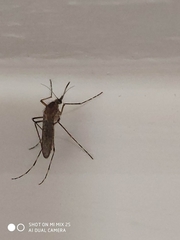 Coquillettidia richiardii