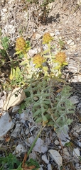 Teucrium aureum