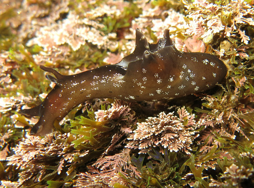Representative image of Aplysia punctata