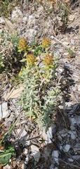 Teucrium aureum