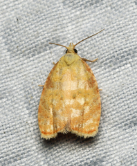 Acleris curvalana