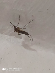 Coquillettidia richiardii