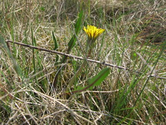 Taraxacum balticum