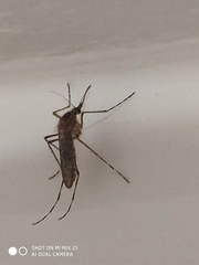 Coquillettidia richiardii