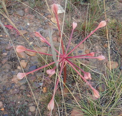 Brunsvigia striata