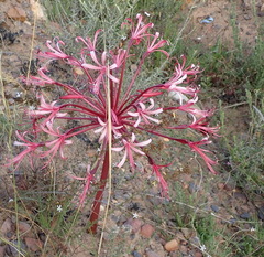 Brunsvigia striata