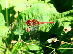 Sympetrum sanguineum