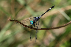 Dythemis nigra