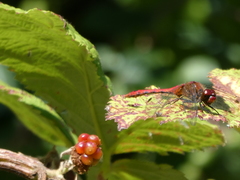 Sympetrum sanguineum