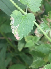Phytomyza nepetae