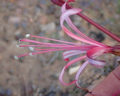 Brunsvigia striata