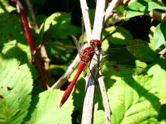 Sympetrum sanguineum