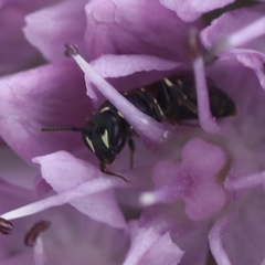 Hylaeus