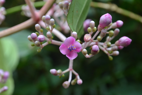 Medinilla multiflora