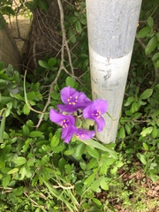 Tradescantia gigantea