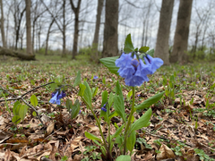Mertensia virginica