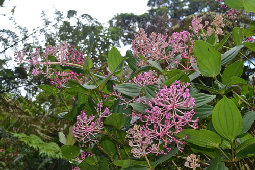 Medinilla multiflora, photograph 1