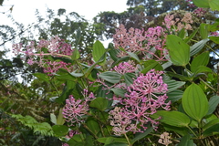 Medinilla multiflora, photograph (c) Peter Quakenbush, some rights reserved (CC BY)